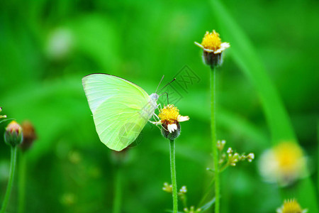 草花上的蝴蝶用绿叶作图片