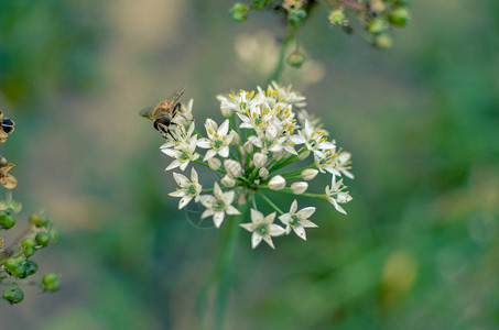 小野蜂在开花的野蒜葱特写图片