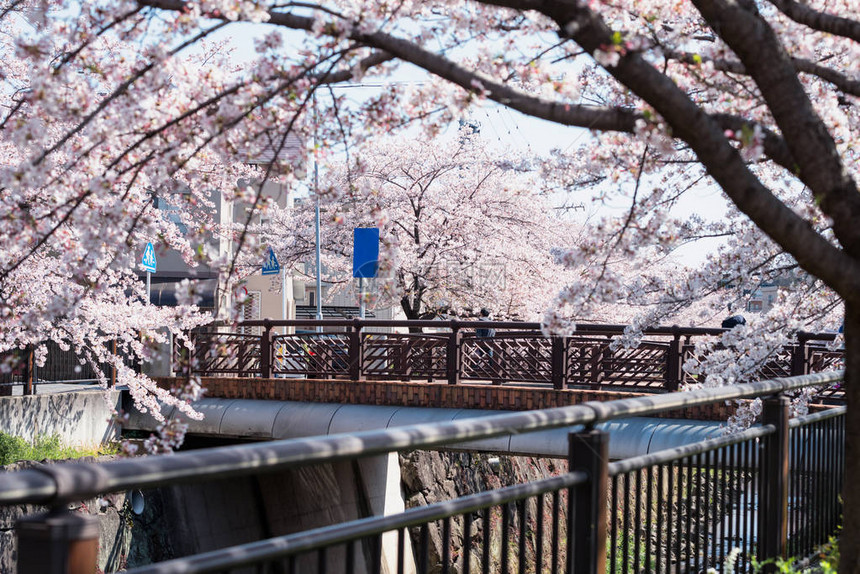 日本名古屋山崎河沿岸樱花鲜环绕的桥著名的旅游或观光标点在春日间享受清布爱图片