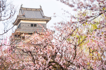 日本长野樱花或佐仓花的松本城堡著名的松本旅游目的地图片