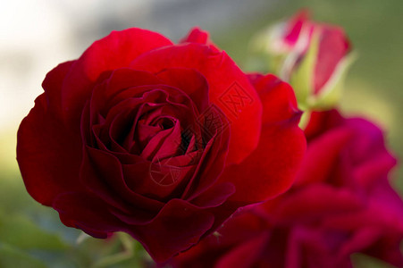红色花园玫瑰关闭图片