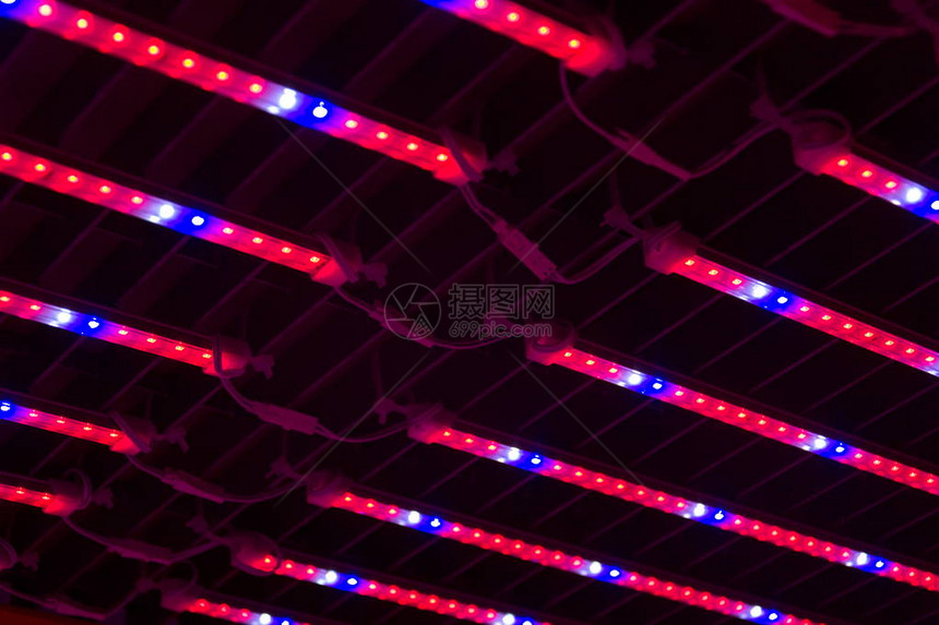 鱼菜共生系统中空架子上方的特殊红白蓝LED灯带图片