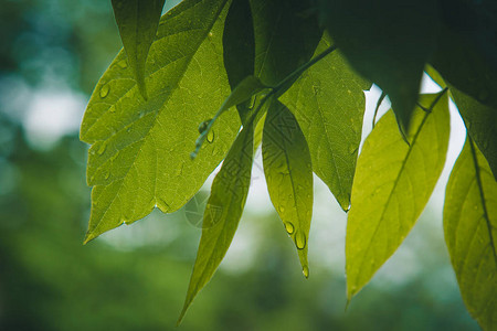 雨后的水滴从树木特写的绿叶中流出在阳光明媚的日子里下雨自然宏观图片