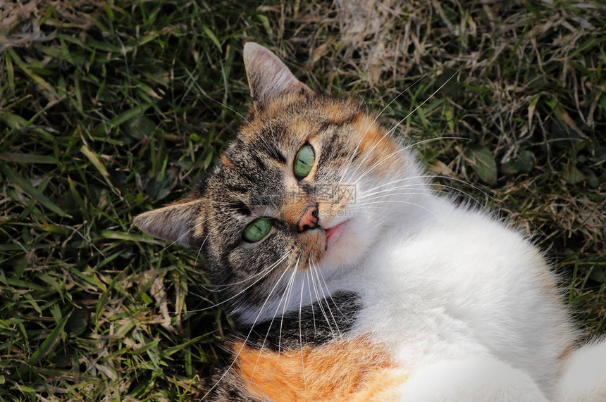 幸福的微笑家猫的搞笑表情由五颜六色的小猫做鬼脸宠物躺在草地上图片