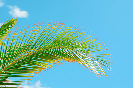 椰子树的美丽的棕榈叶在明蓝天图片
