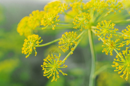 蔬菜园中模糊的黄花朵图片