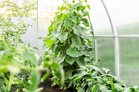 幼苗黄瓜在温室中种植黄瓜温室里的幼苗在温图片