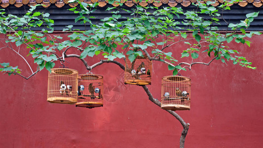 在红墙背景下挂在公园一棵树上的鸟笼和有鸟类图片