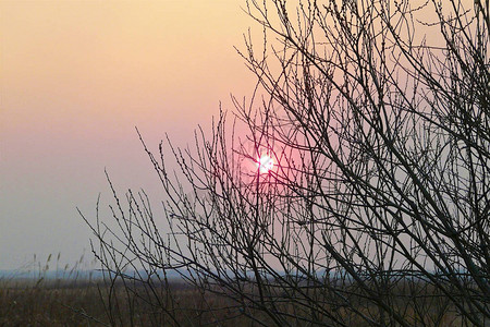 雾中的粉红太阳闪耀在无叶树枝中图片