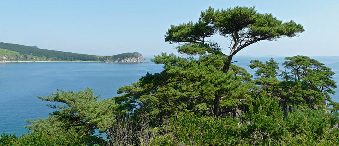 日本海蓝湾海岸悬崖上松树图片