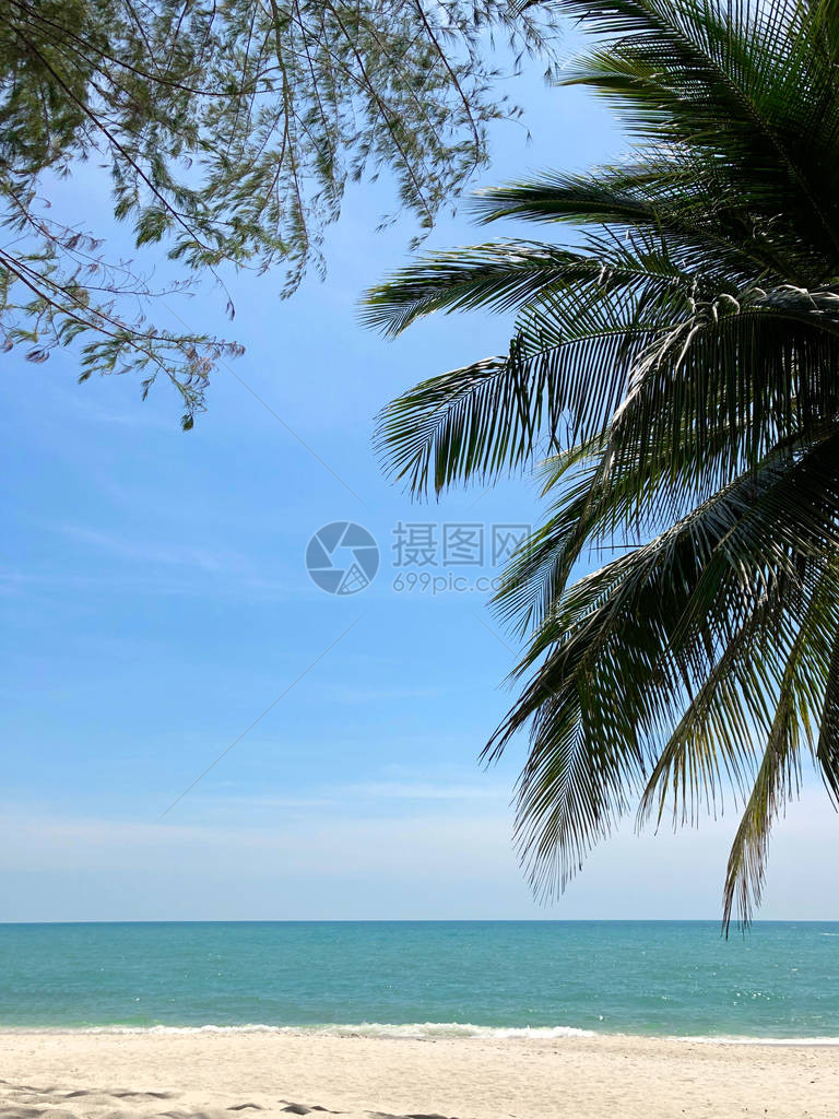 与蓝天绿海和白沙相对的热带树木的图片