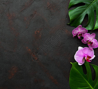 热带树叶黑混凝土背景的图片