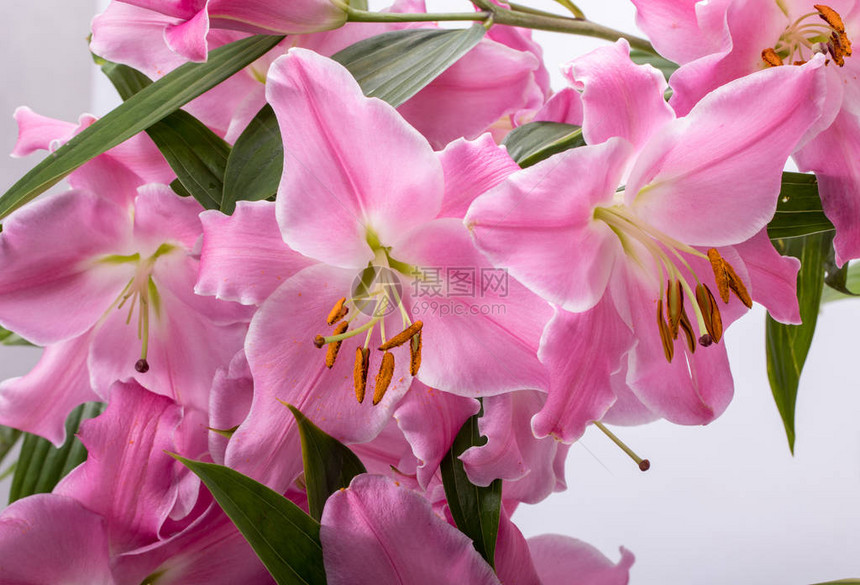 粉红色的百合花特写镜头该属物种的通用名称包括仙女百合雨花和风百合魔法百合阿塔马斯科图片