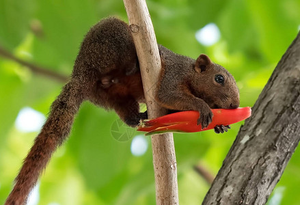 特写松鼠在树枝上吃红花蕾图片