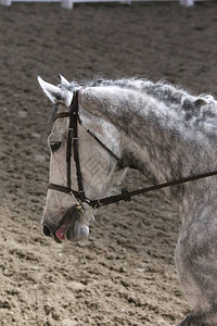 马鞍下盛装舞步比赛中一匹运动马的肖像未知参赛者在室内骑马场参加图片