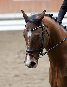 比赛期间头部射中了一匹着装马的近身衣冠赛事上格图片