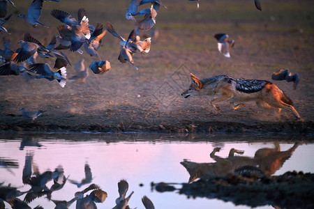 像非洲狐狸一样的犬科动物捕猎鸽子图片