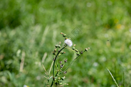 草花背景模糊图片