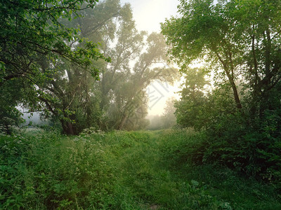 在森林里闪亮的黎明带着高清图片