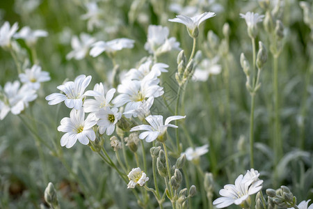 的白花是Caryophyllcaceae家族的图片