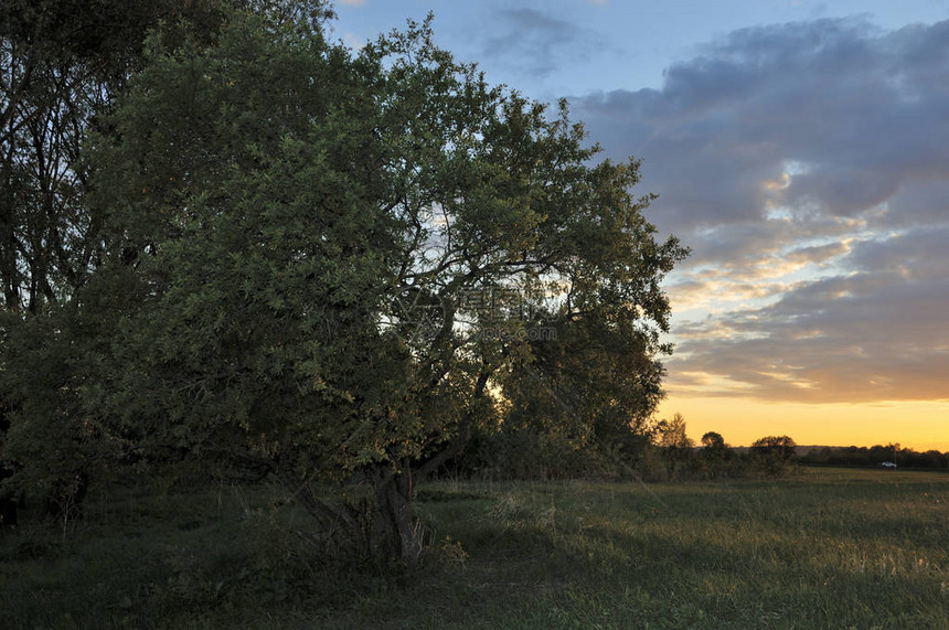 有花草和大橡树的绿色夏天草甸孤独的树在日落时蓝天映衬在村里的日出场有一棵孤树的夏日风景图片