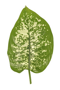 绿色的Diffenbachia叶含有白色斑点和花粉的哑甘蔗热带树叶图片