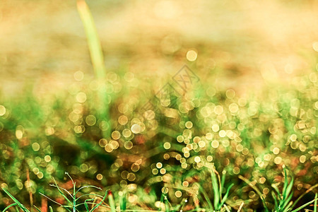 白草和露水落下落在绿叶上日图片