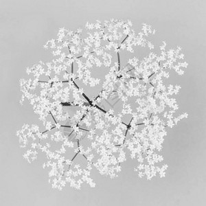 一束小精细白色花朵的花束图片