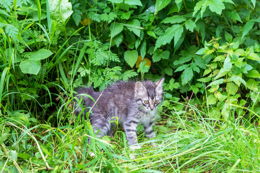 小灰猫在花园里玩耍图片