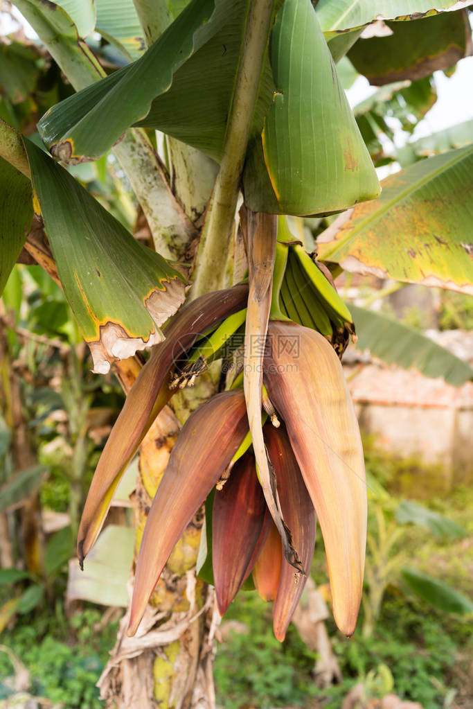从花中长出的一束年轻香蕉的特写镜头生长在树上的越南绿色杂香蕉非常适合异国情调的亚洲有图片