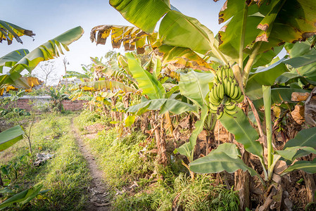 越南农村地区农村香蕉农庄图片
