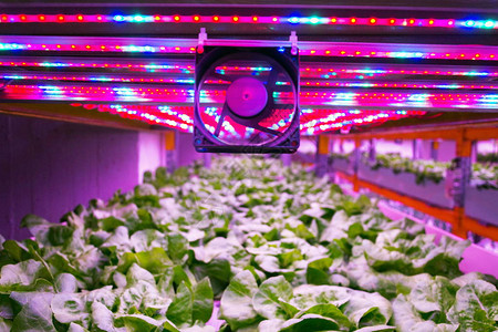 鱼菜共生系统中的通风机和特殊LED灯带将鱼类养殖与水培相结合图片