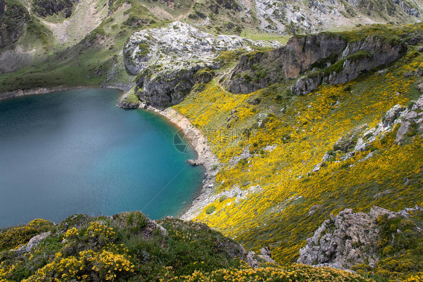 Saliencia高山湖泊附近有黄色花朵的春天景观西班牙阿斯图里亚斯Somiedo公园的Calabazosa湖晶莹剔透的水图片