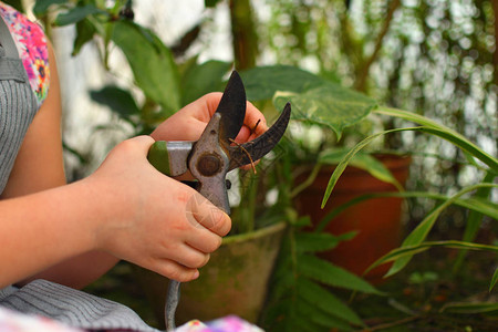 孩子种植春天的花朵小女孩园丁种植杜鹃花照顾植物的孩子女图片