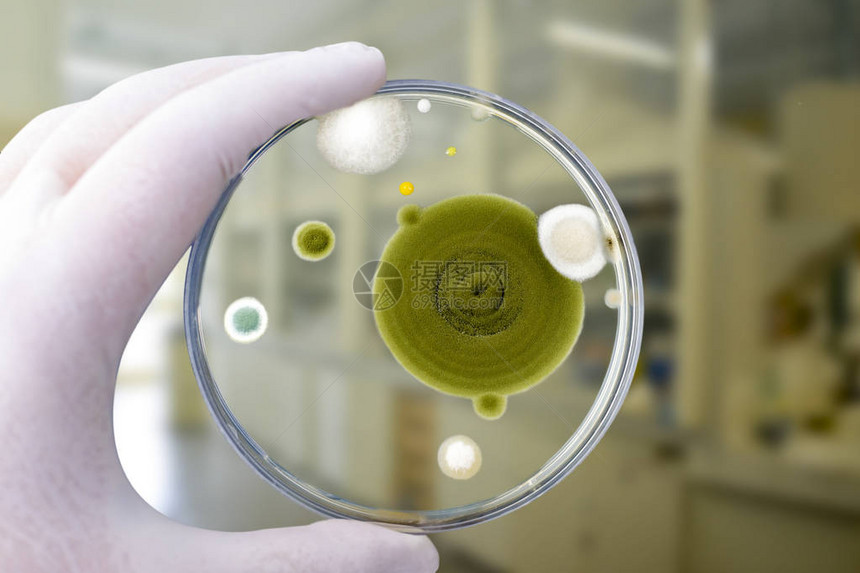 培养皿上从室内空气中生长的不同霉菌落与Sabourad葡萄糖琼脂图片