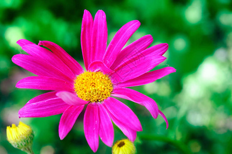 夏日花园里鲜艳的粉红色除虫菊花浅景深背景图片