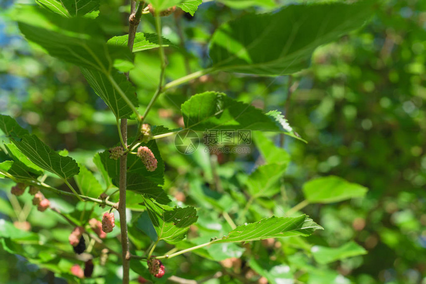 接近美国得克萨斯州达拉斯附近的树枝上生长的甜黑木莓黑葡萄干图片