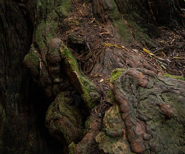 在穆尔伍兹公园的树根上拍摄了红木树图片