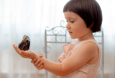 热带蝴蝶Morpho坐在孩子的手上图片