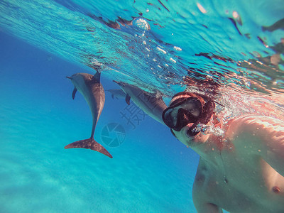 海豚自拍那家伙和海豚一起游在公海上然后用动作摄图片