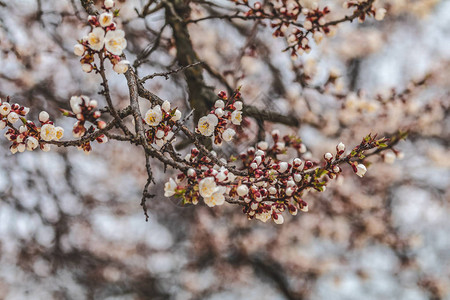 白花杏树枝图片