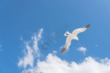 查找视图翱翔在云彩蓝天的一只大白色海鸥白色的野鸟在天空飞翔自图片