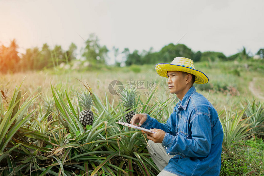 商人农民拿着平板电脑检查菠萝田聪明的农夫概念使用技术互联图片