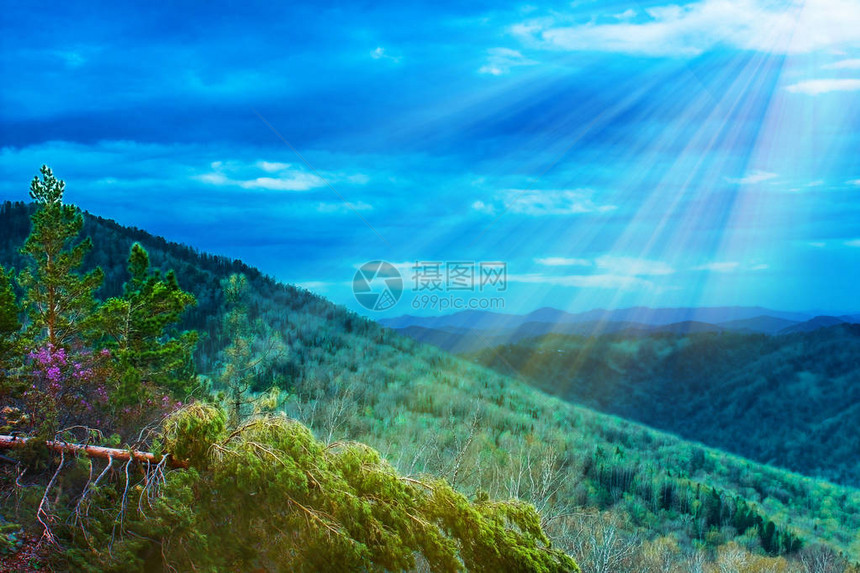 阿勒泰山的日出全景山泉全景山区自然的松树林森林在光影中的山景从上面的图片