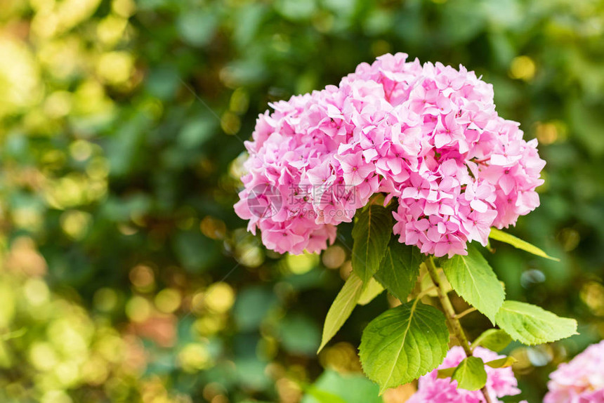 一枝粉红色Hydranga花朵或Hydrangea大型植物在春图片