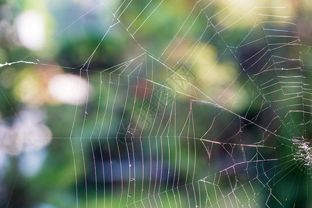 美丽的蜘蛛网在图片