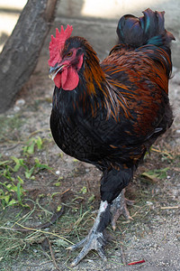 鸡舍里美丽的彩色黑铜马兰公鸡一只长着彩色羽毛的成年美丽公鸡在图片