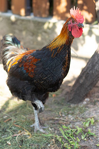 鸡舍里美丽的彩色黑铜马兰公鸡一只长着彩色羽毛的成年美丽公鸡在图片