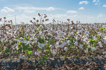 即将在美国南得克萨斯州收割的棉花田关闭背景图片