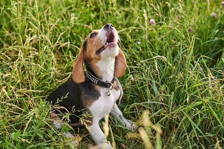 Beagle小狗坐在草地上抬头看张开图片